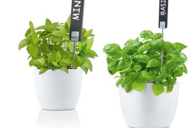 W domowym ogrodzie...