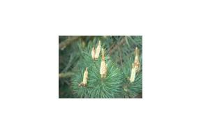 Projekt pod choinkę