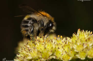 Pasieka Viessmann już po pierwszym miodobraniu