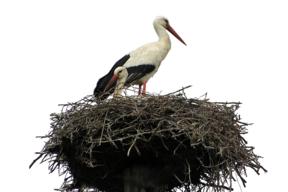 Porada budowlana jak zwabić bociana