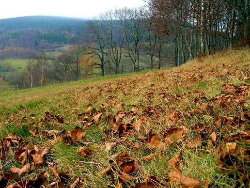 fot.: Wojciech Wójcik